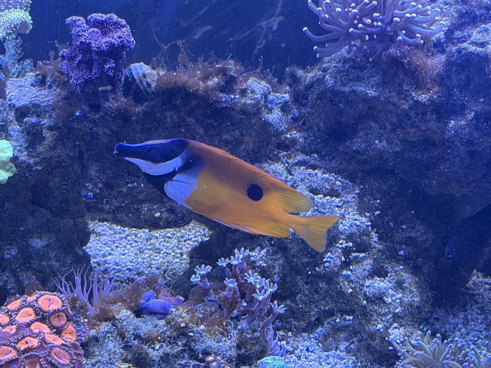 One-Spot Foxface