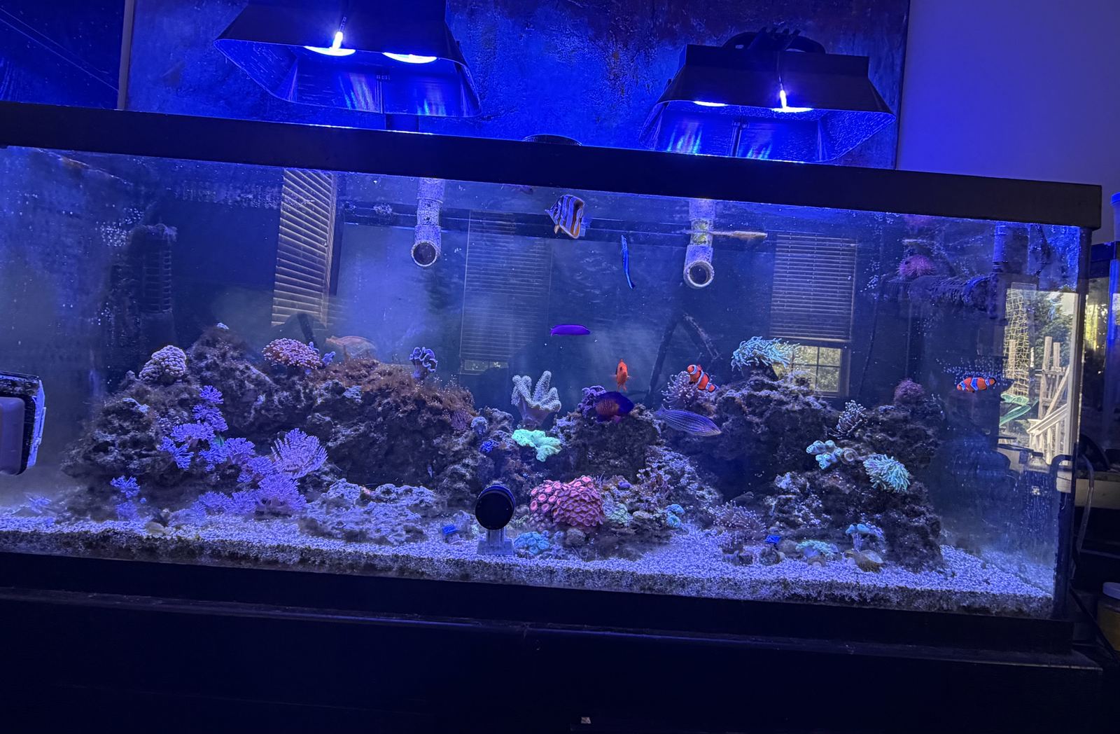 Front tank view